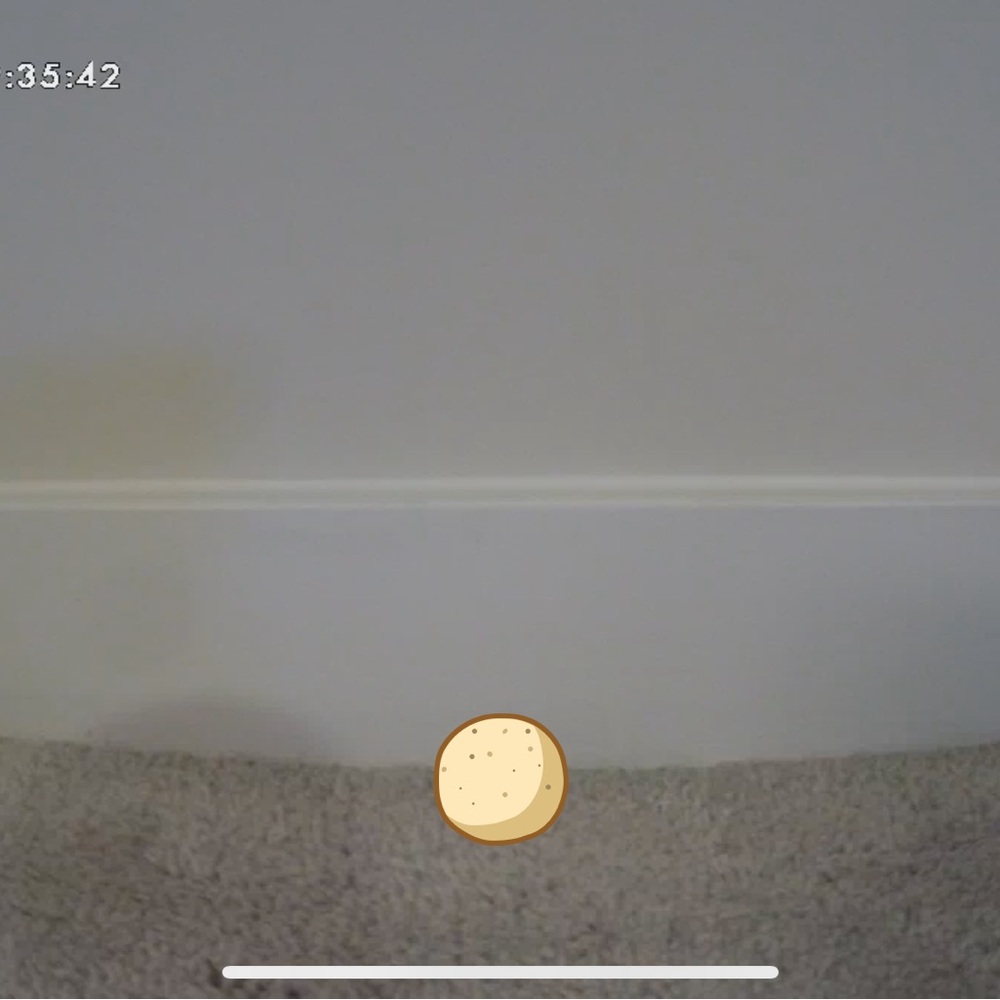 White Pet Camera - Picture 2 of 2